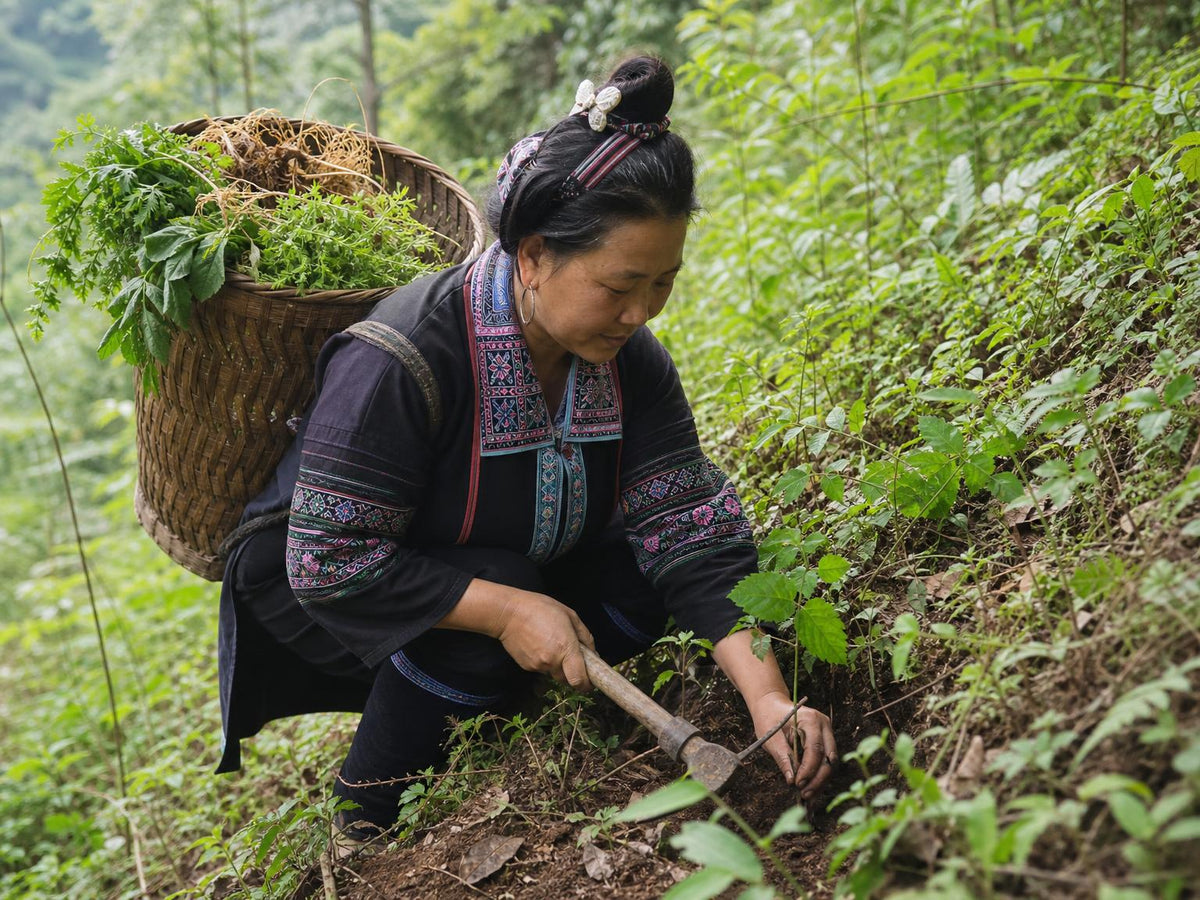 The Ancient Wisdom of Miao Medicine: Where Herbs and Gua Sha Meet